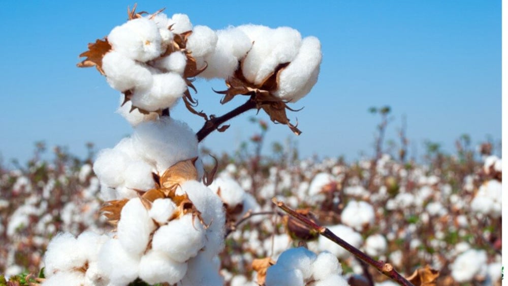 Indian cotton farmers could be significantly affected by high US tariffs