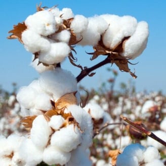 Modi’s trade dilemma: protect textiles or cotton